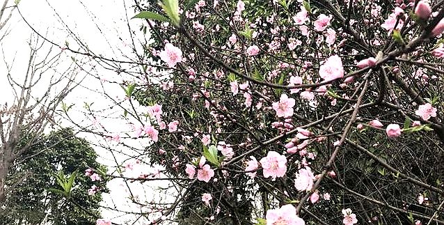 花都开了！主城赏桃花樱花地图