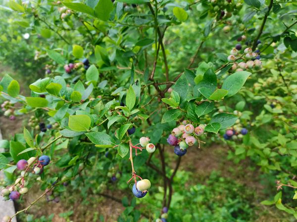 大山深处有人家高山蓝莓尽开颜——帮盛农庄避暑好地方