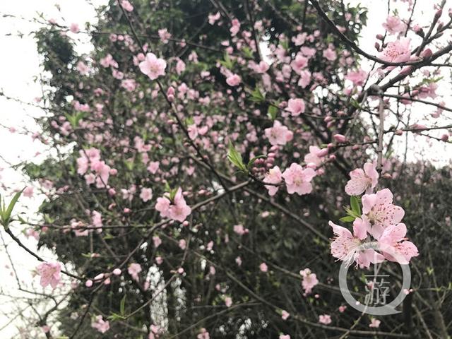 花都开了!主城赏桃花樱花地图