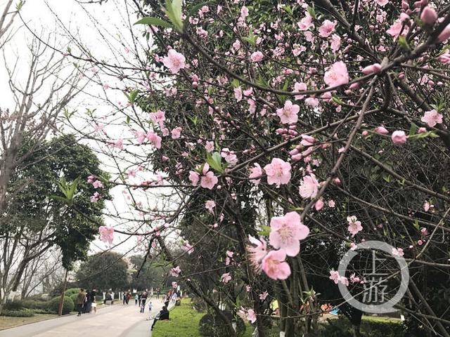 花都开了!主城赏桃花樱花地图