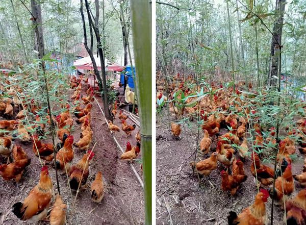 天天都是新鲜食材 巴人鸡 大渡口坚守26年的特色美味