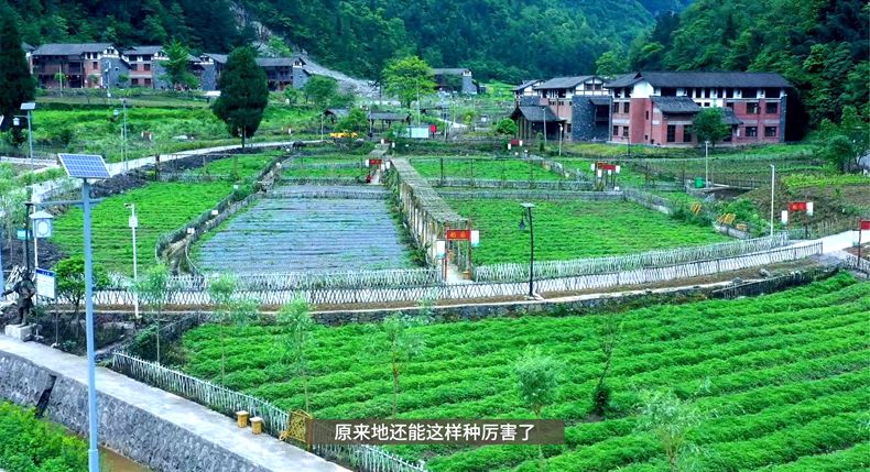 筑梦巴渝 重庆乡村振兴品牌成长计划公益系列宣传——彭水篇（五）