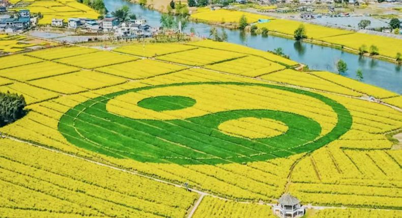 免费游潼南油菜花海 感受双江古镇文化 品味非遗美食