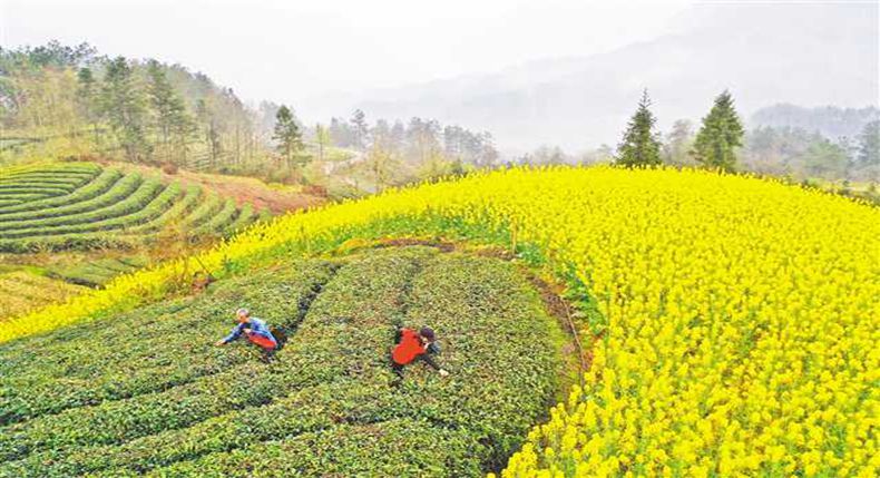 茶园春意浓 茶农采茶忙