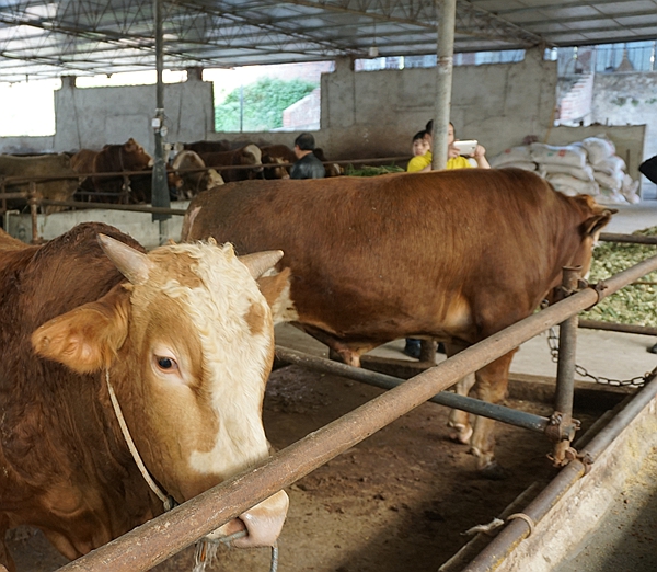 中国烹饪大师刘俊伦 廖建领队考察食材原料基地