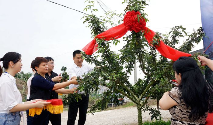 “一江津彩·椒香天下”－2020江津花椒采摘仪式隆重开启